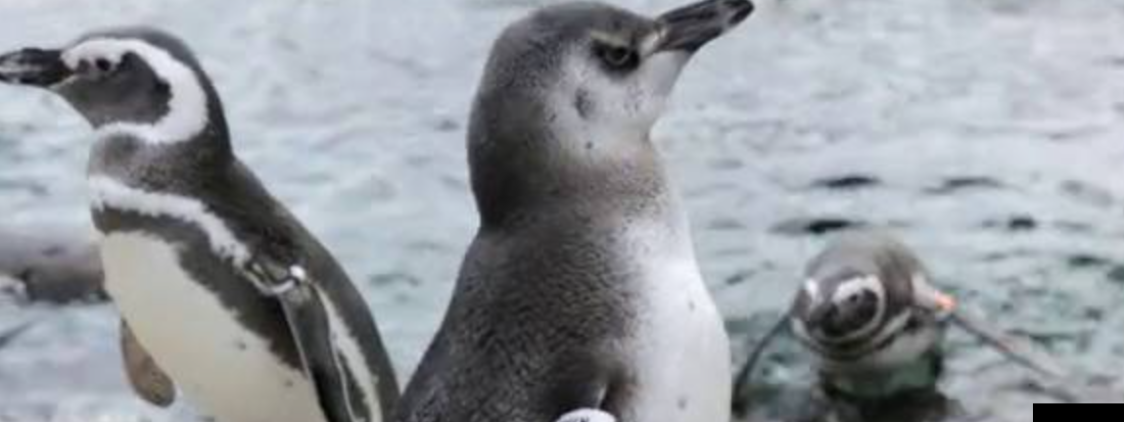 Ecco un pinguino a cui piace giocare con l’iPad [Video]